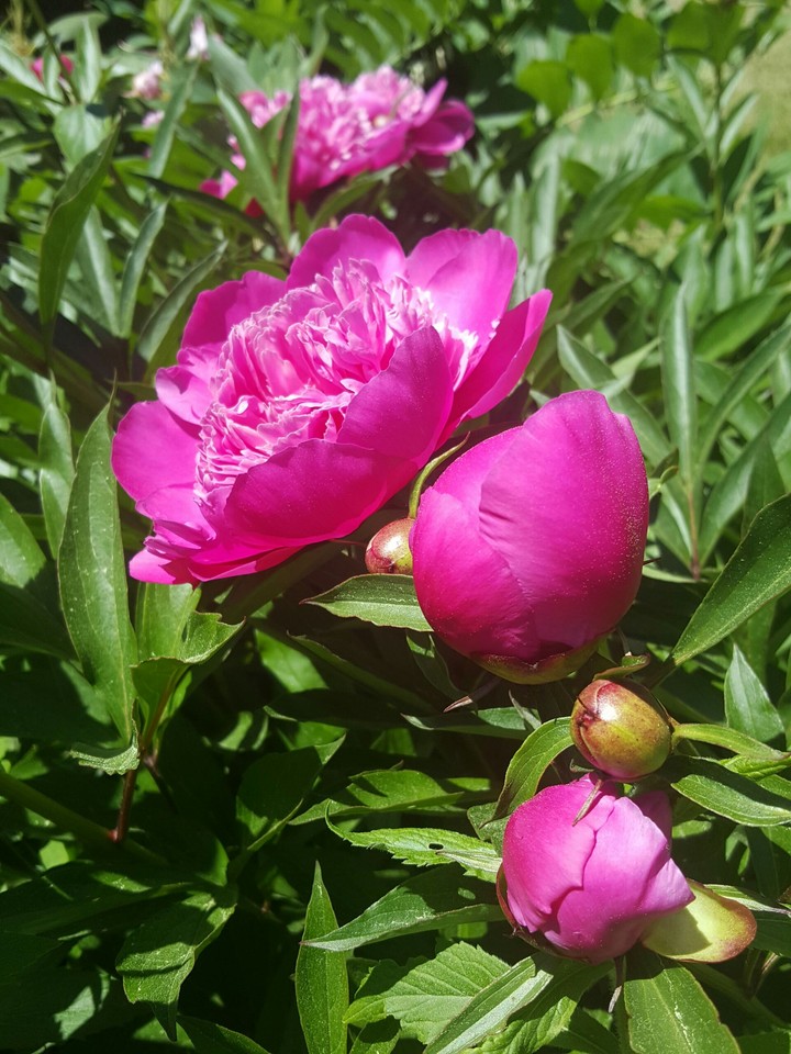 Peonies