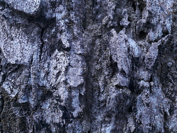 Bark