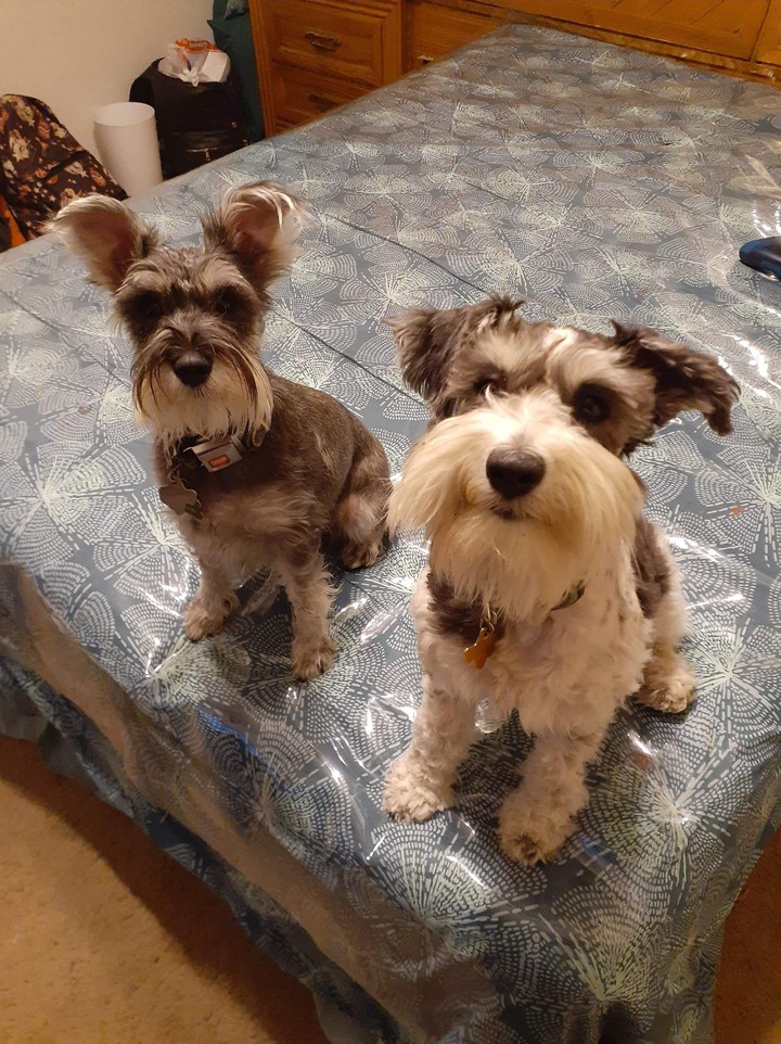 loki and snoop
