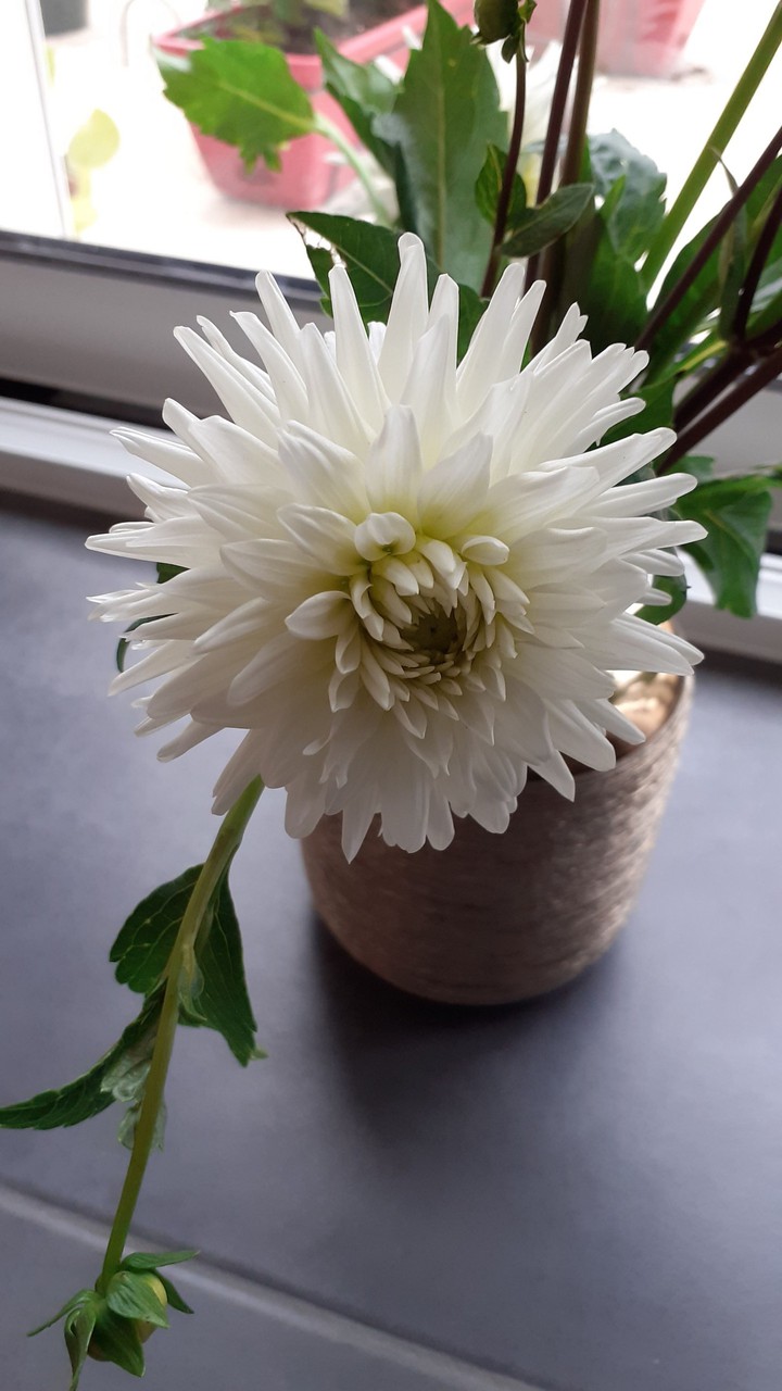 belle fleur