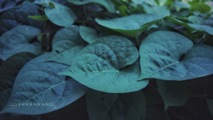 Leaf