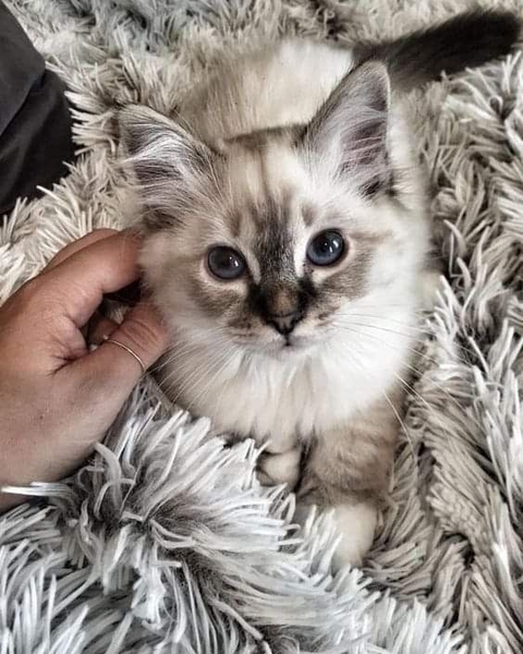 обои whiskers, felidae