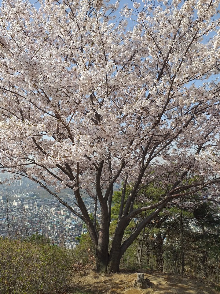 벚꽃 나무
