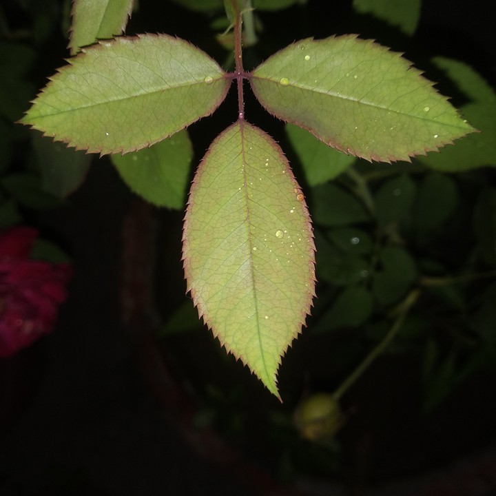 Plant