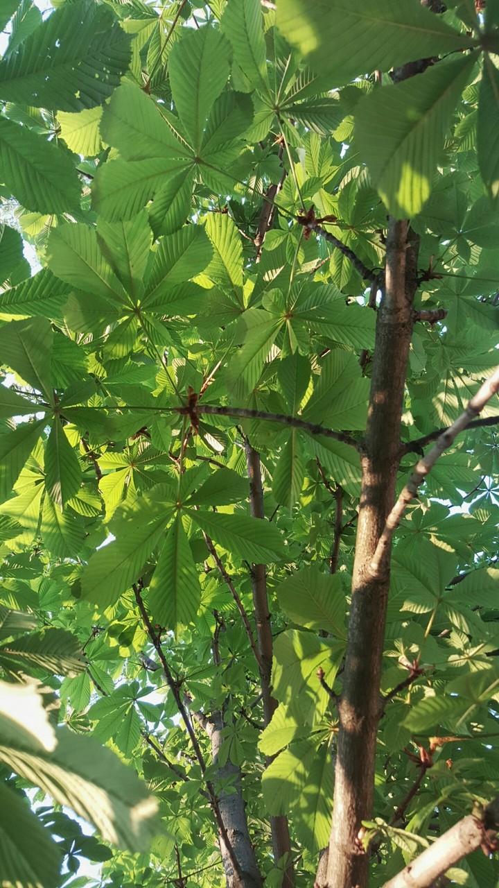 chestnut wood
