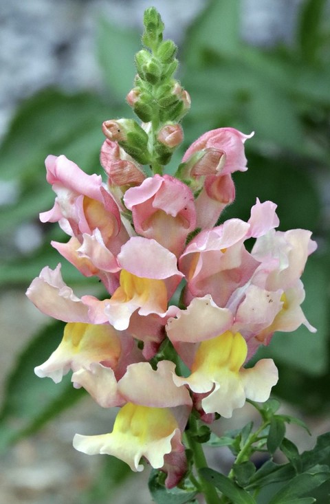 hình nền petal, wildflower