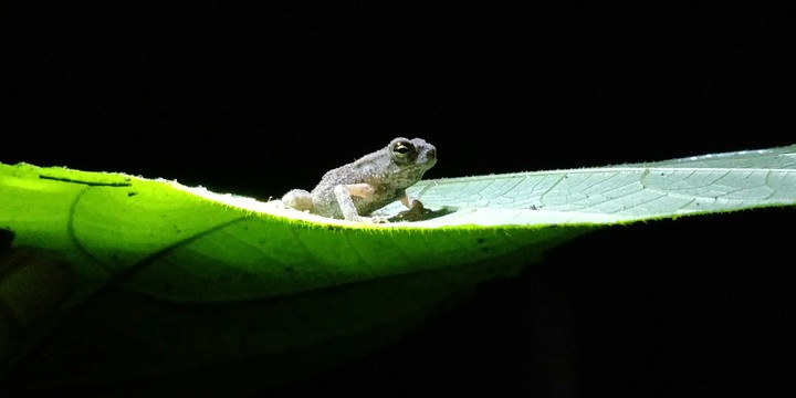 Tad on leaf