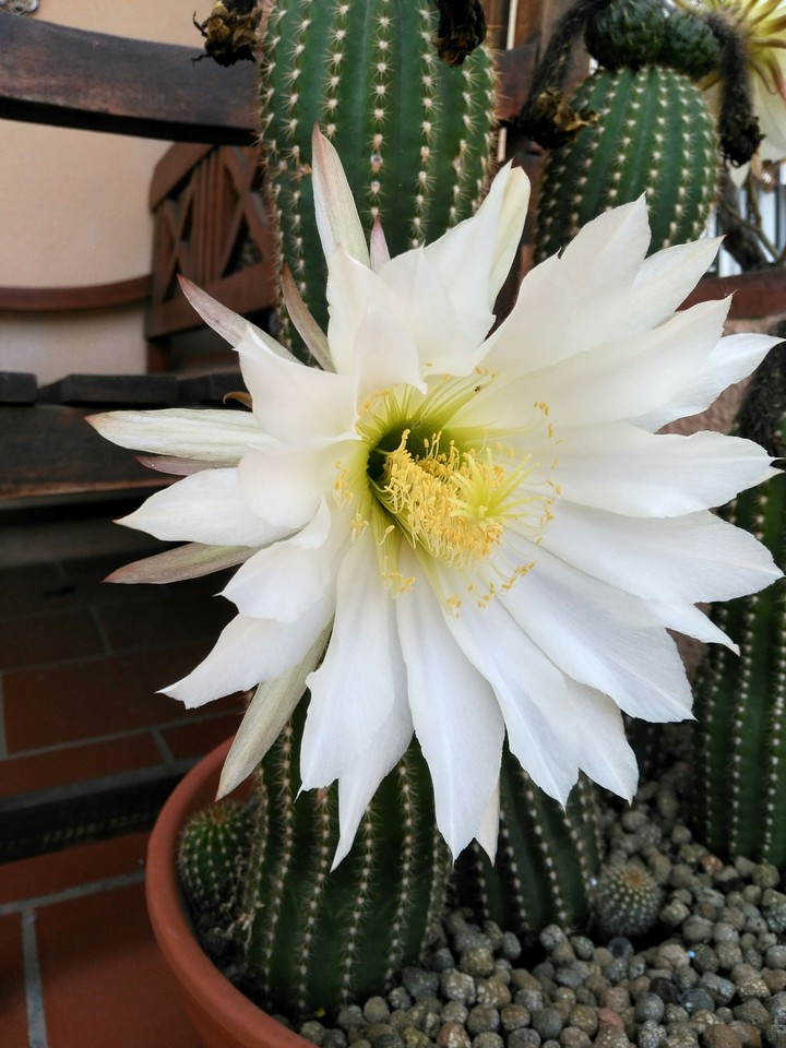 cactus