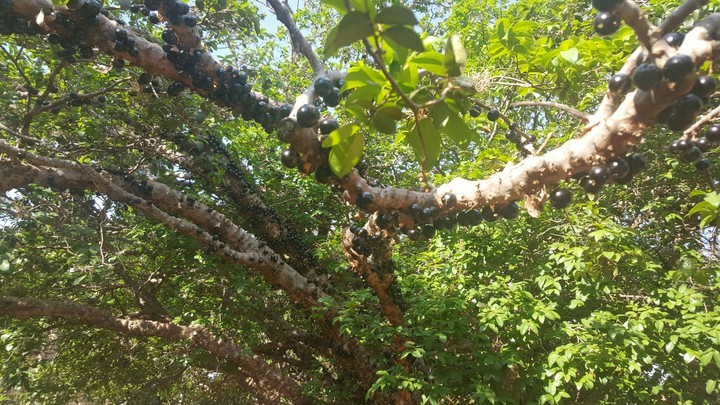 Jaboticaba