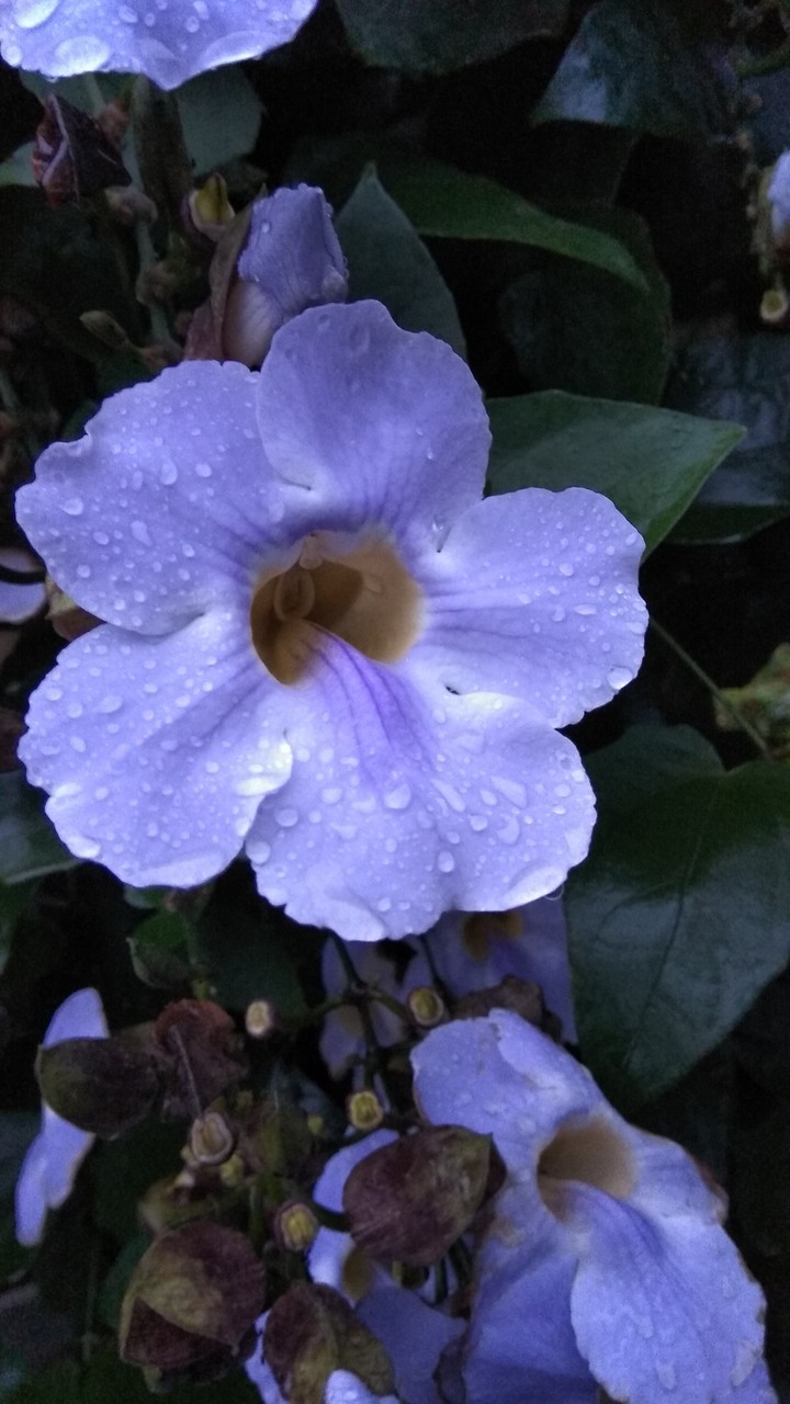 december flower