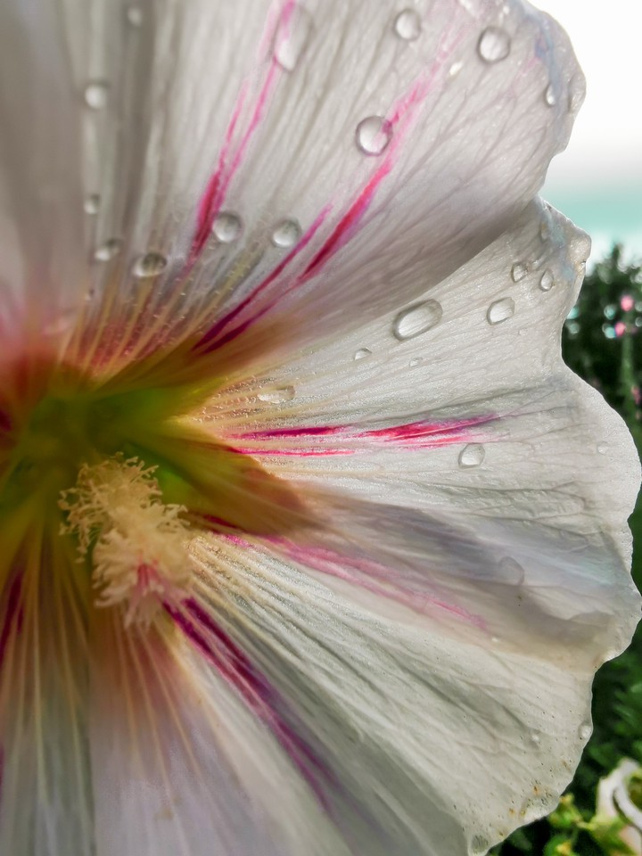 Flover