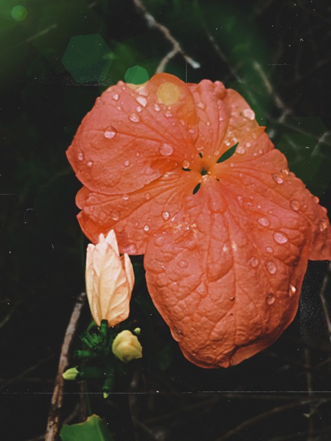 rai