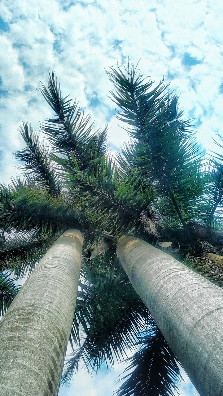 up in the tree