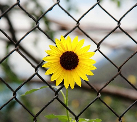 sun