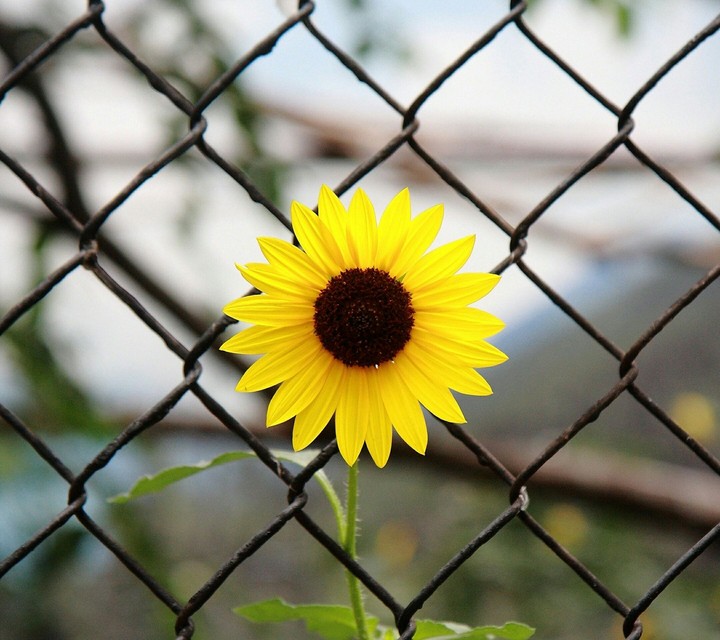 sun