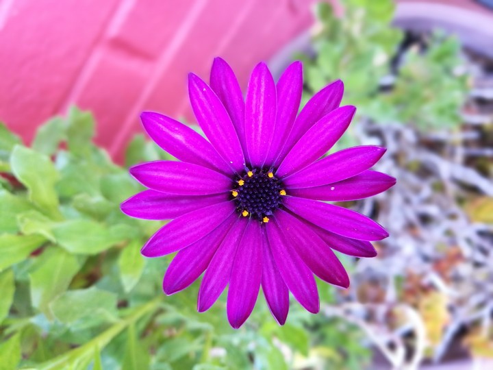 flor