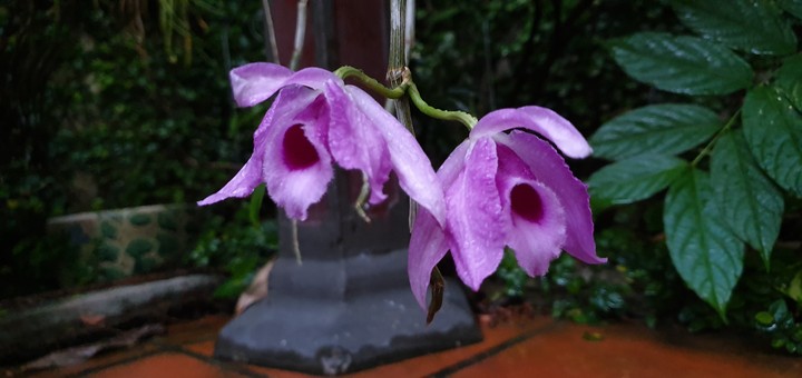 Sân vườn