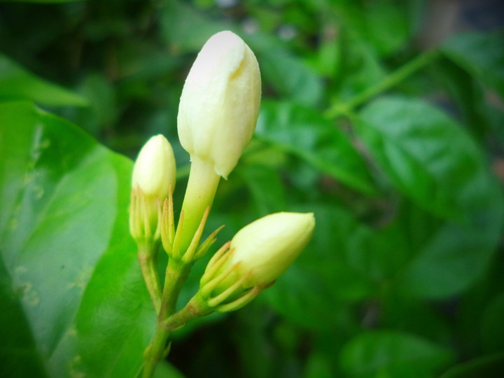 Jasmine bud