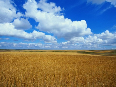 wheatfield