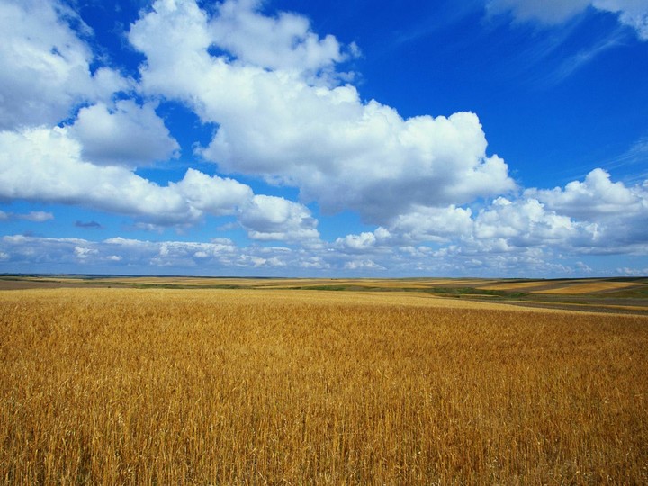 wheatfield