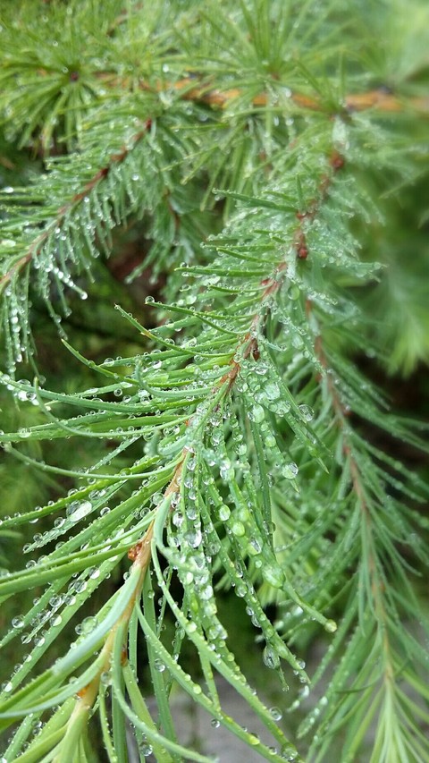 raindrops