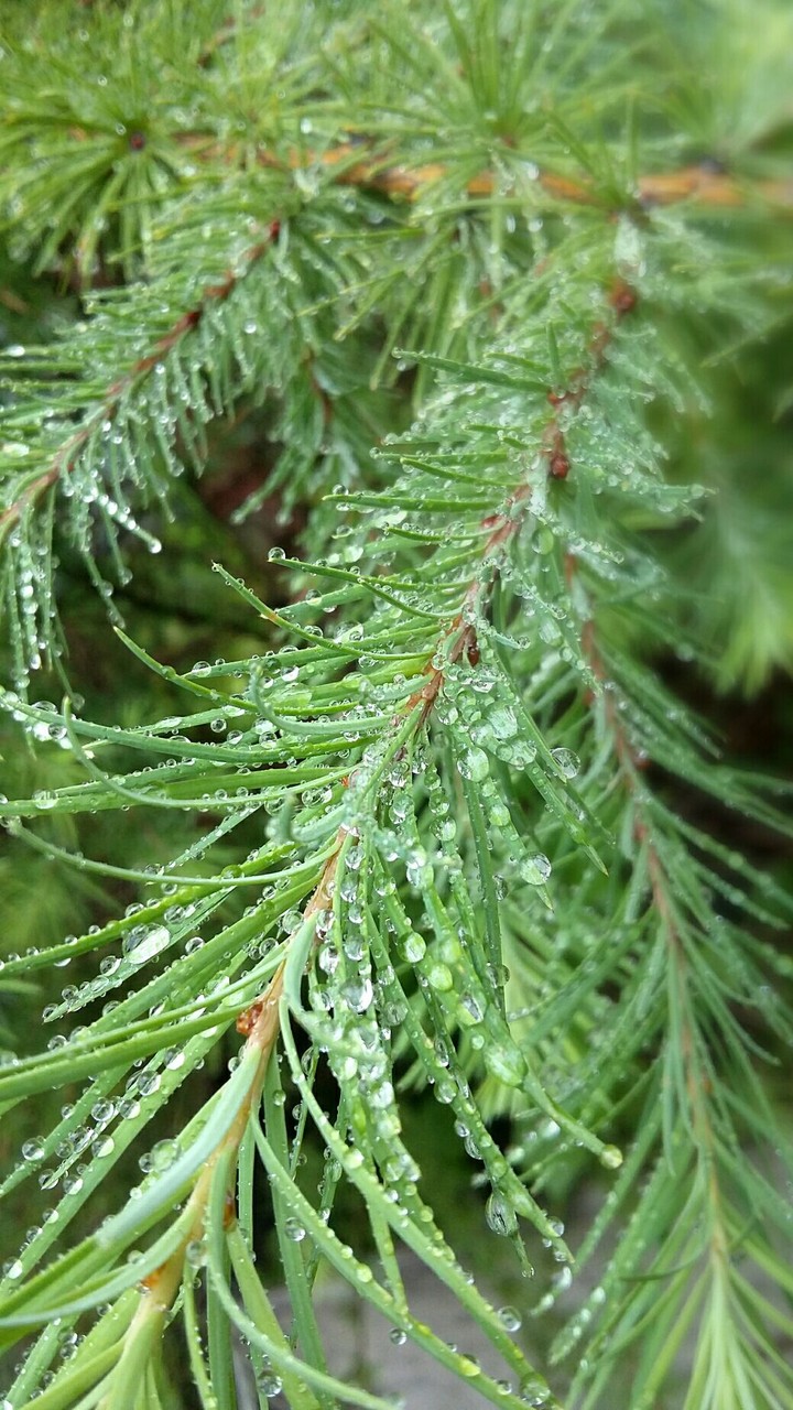 raindrops