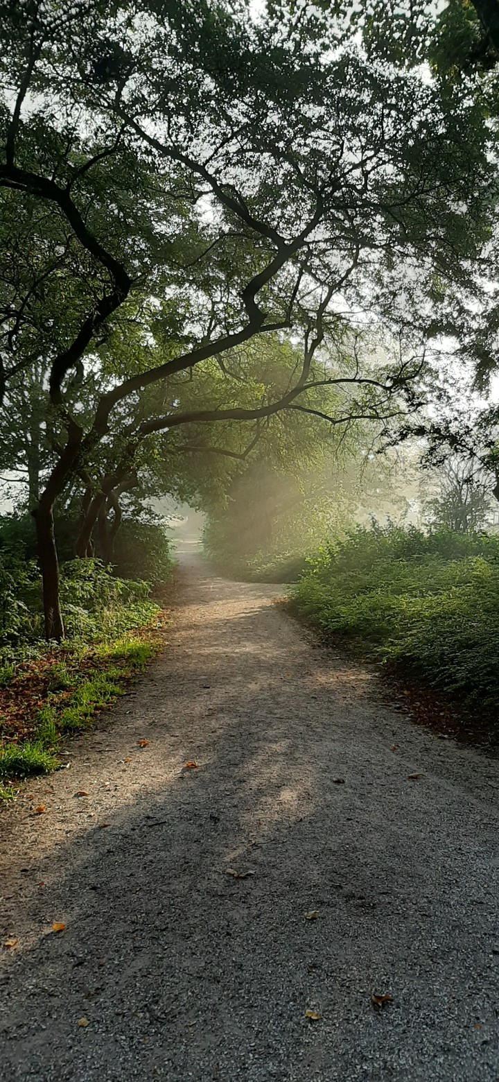 misty sunbeams love it!