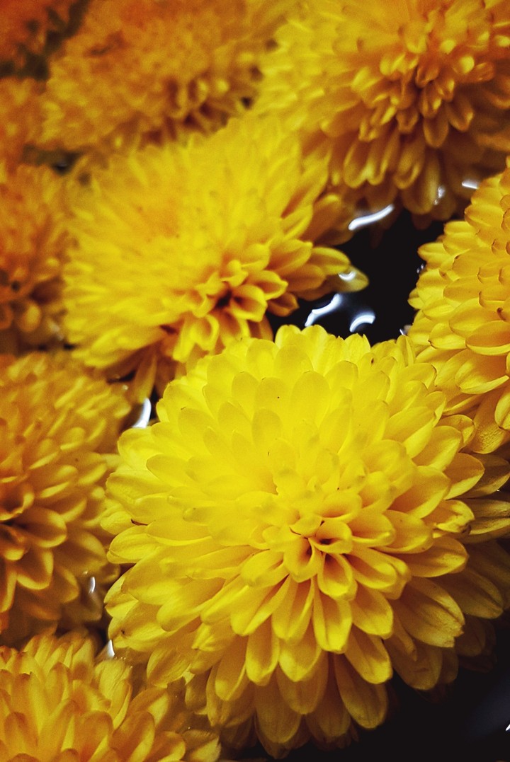 bloom