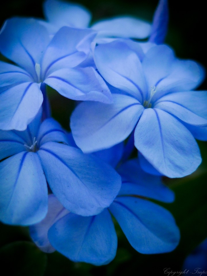 blue flowers