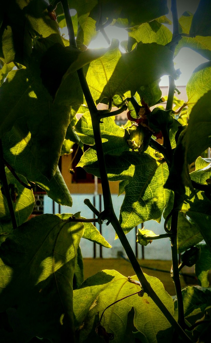 leaves