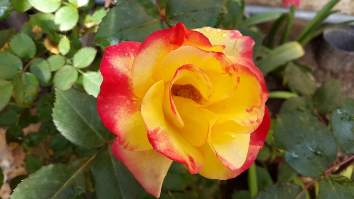 Flower