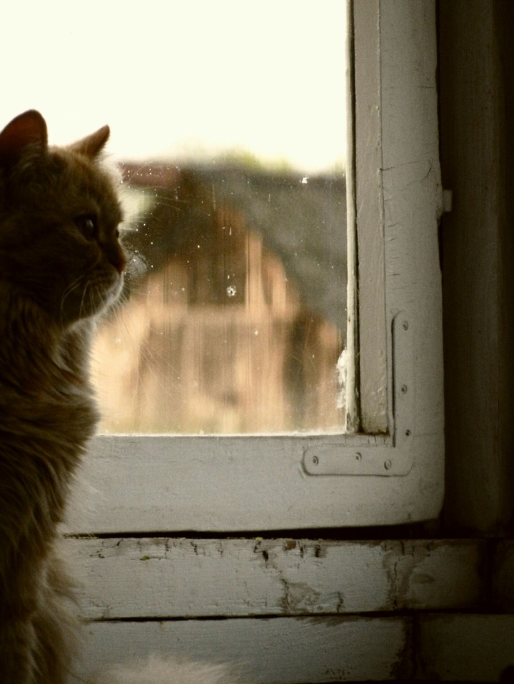Kitty