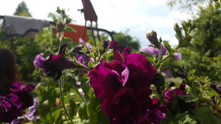 Flowerss
