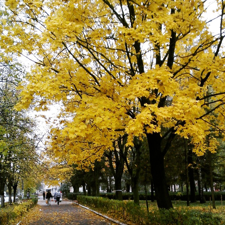 Ukrainian autumn