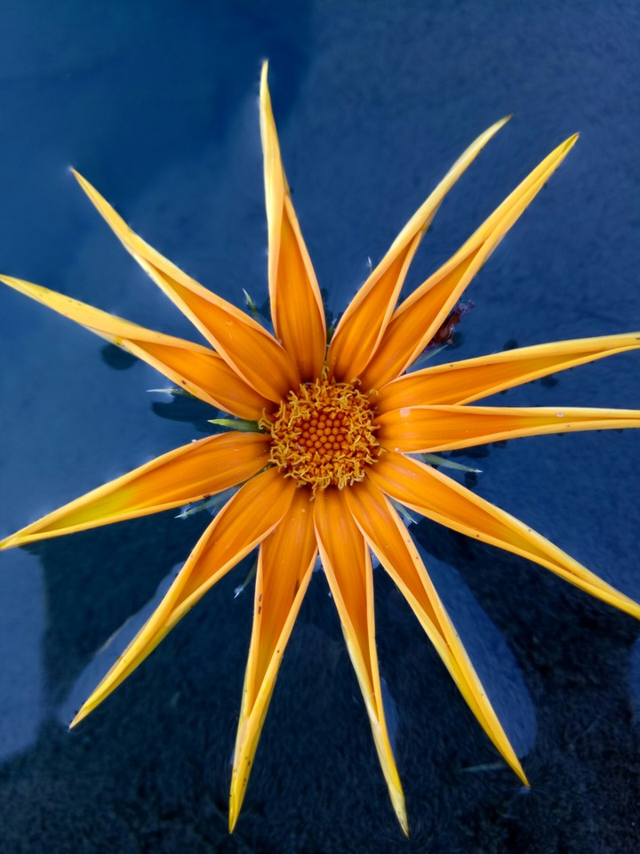 flower on water