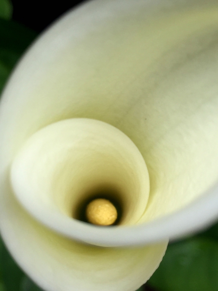 lily