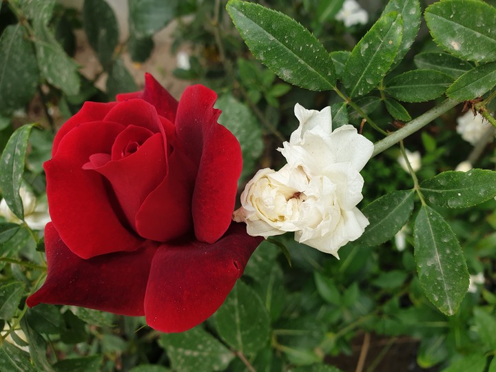 white and red