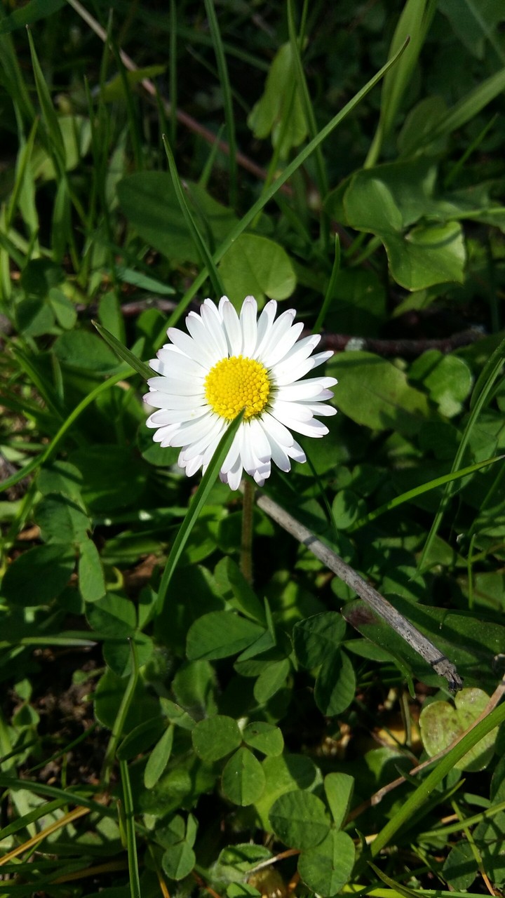 Daisy