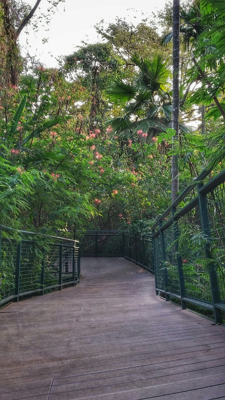 Bridge