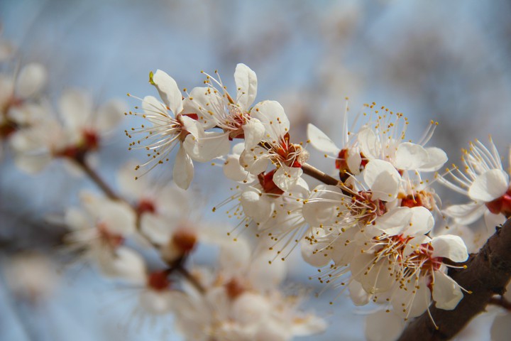 sakura