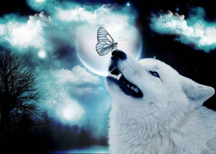 wolf