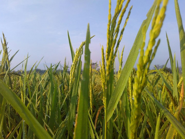 plant
