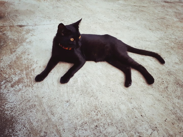 Black Kitty