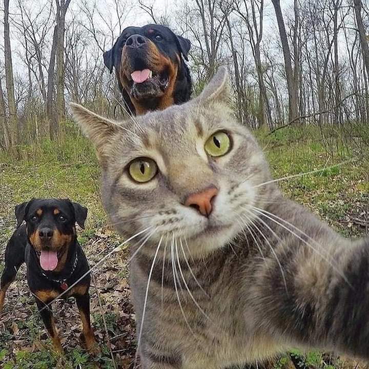 cat