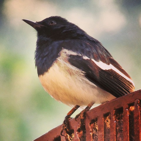 bird