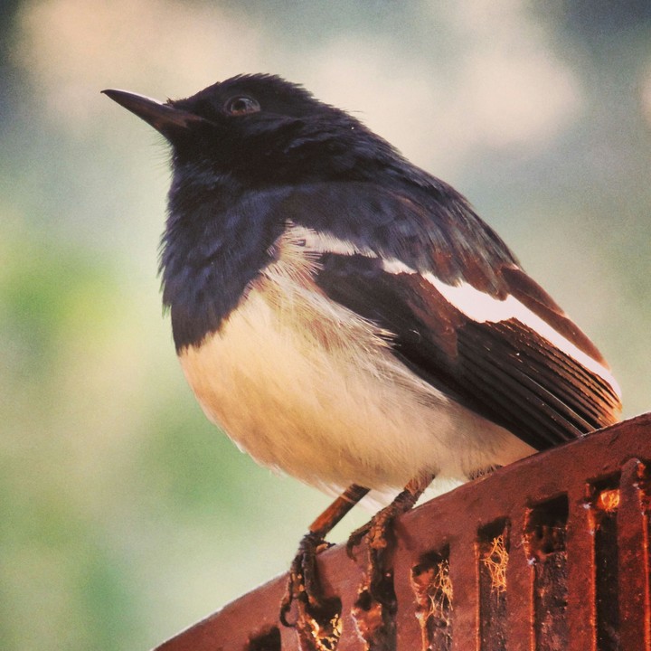 bird