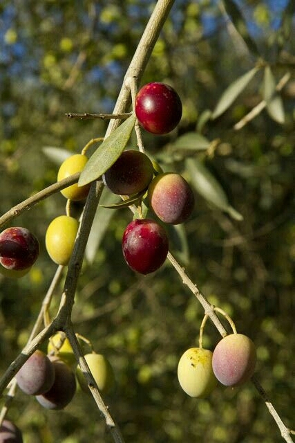 Olive branch