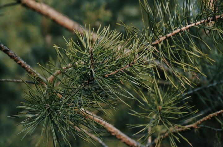 pine