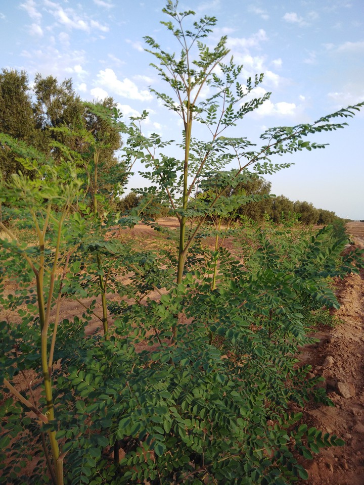 Moringa ?