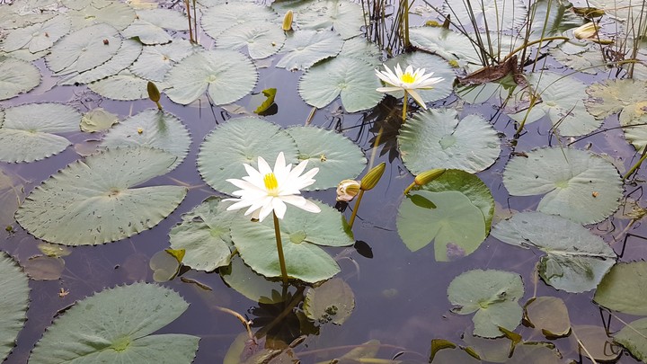 white lotus